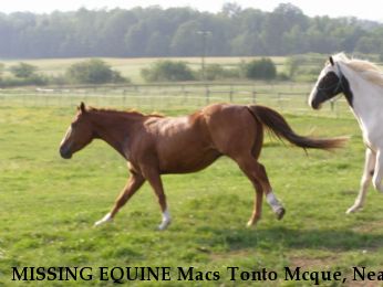 MISSING EQUINE Macs Tonto Mcque, Near Phillips, WI, 54555